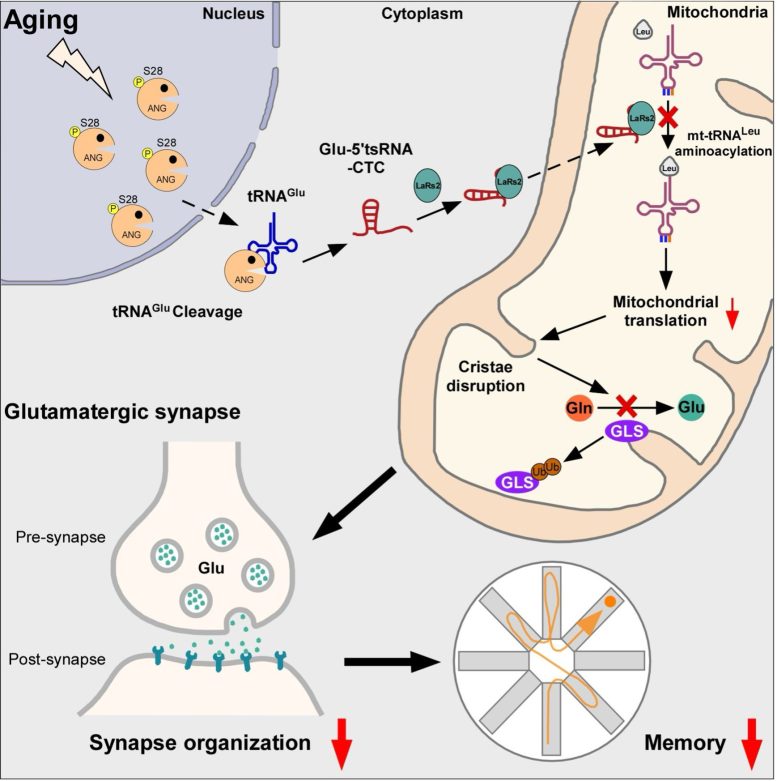 Schematic Representation of the Regulatory Mechanisms of tRNA Fragments in Brain Aging and Alzheimer’s Disease