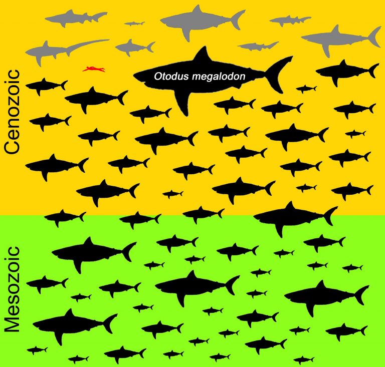Body Size of Extinct Gigantic Megatooth Shark – Otodus Megalodon ...