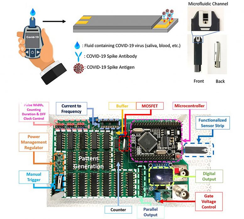 Schematic and Photograph of COVID-19 Sensor Strip