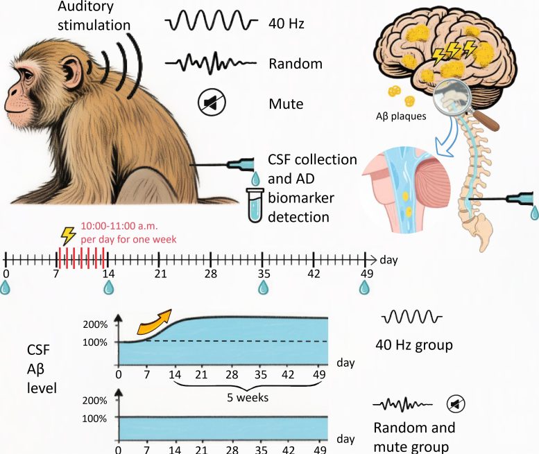 Schematic of 40 Hz Auditory Stimulation Experiment