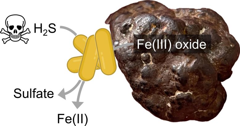 Scheme of MISO Bacteria on an iron(III) Oxide Mineral Particle