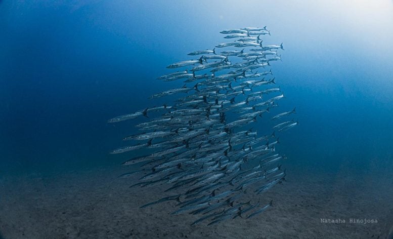 School of Barracuda Swimming in Open Water