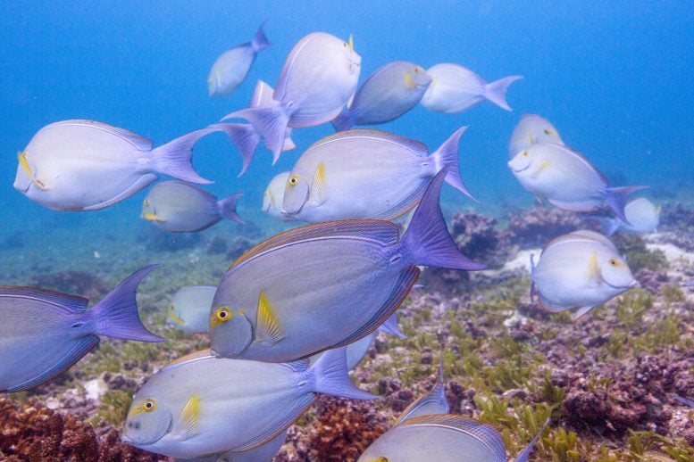 School of Surgeonfish Fish Coiba Island