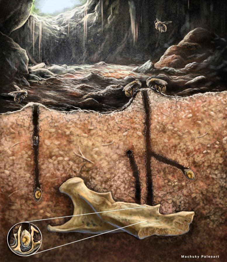 Scientific Illustration of Burrowing Bees Nesting Inside of Fossils
