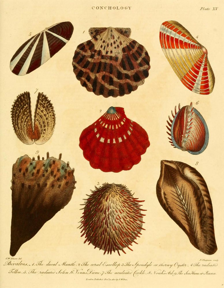 Scientific Illustration of Shellfish From Several Harvested Bivalve Families
