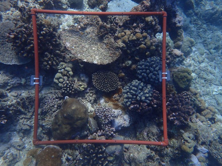 Scientific Survey Quadrat Positioned Over a Coral Reef in the Bazaruto Archipelago