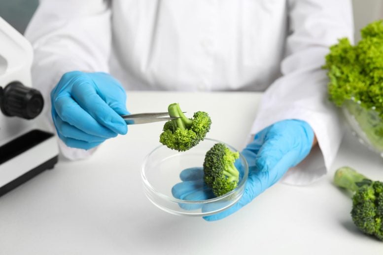 Scientist Analyzes Broccoli
