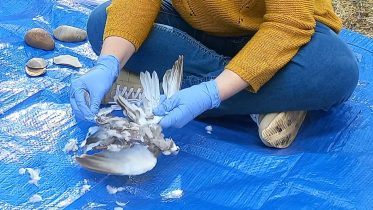 Cooking Like Cavemen: What Neanderthal Food Tells Us About Their Lives