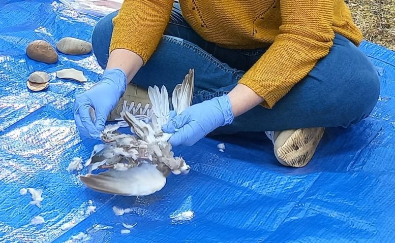 Scientist Defeathering Bird