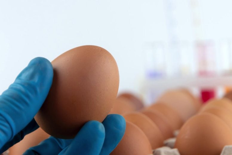 Scientist Glove Hand Holding Egg