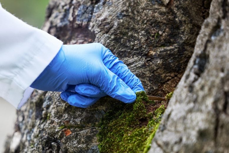 The Clue That Solved a Graveyard Crime Was a Tiny Piece of Moss