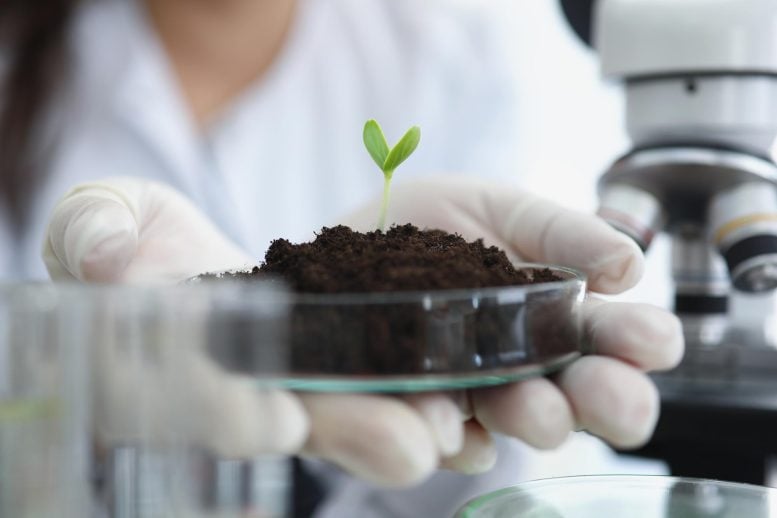 Scientist Holding Petri Dish Green Plant Sprout