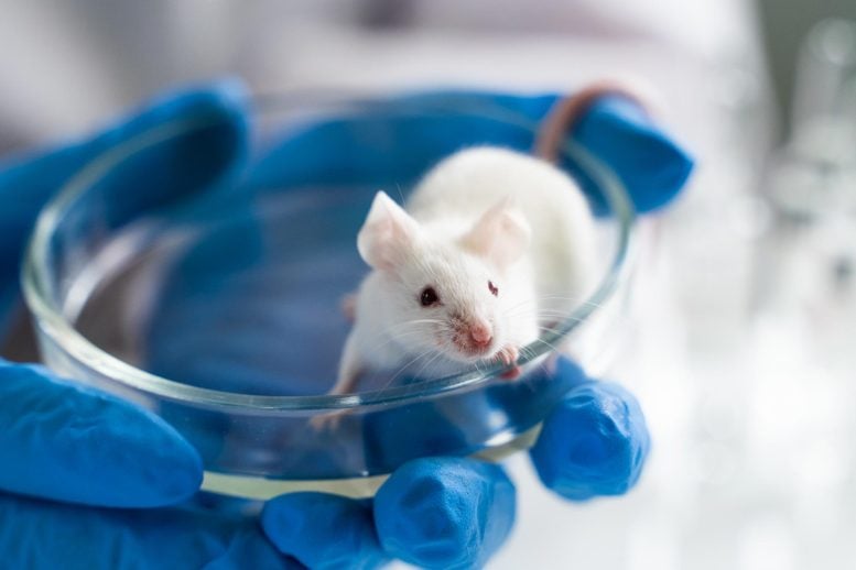 Scientist Lab Mouse Petri Dish