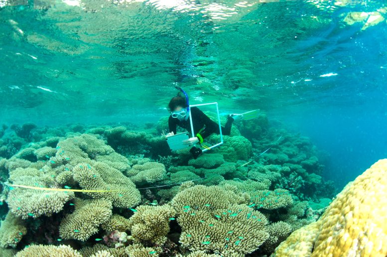 Scientist Monitoring Coral Growth on Indian Ocean Reefs