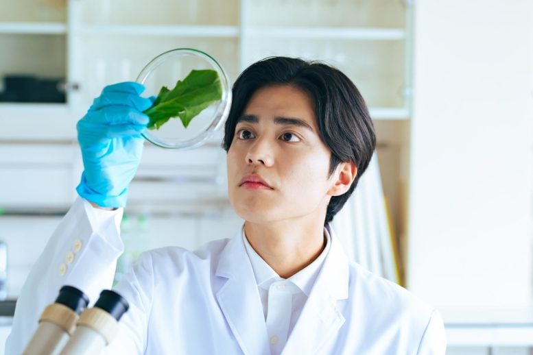 Are Your Vegetables Safe? Scientists Uncover Hidden Chemical Risks in Crops