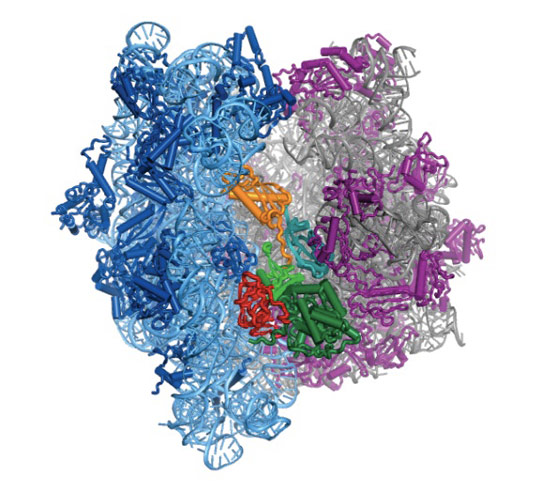 Scientists Create Atomic Scale Structure of Ribosome