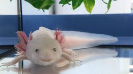 Scientists Decode the Axolotl Genome