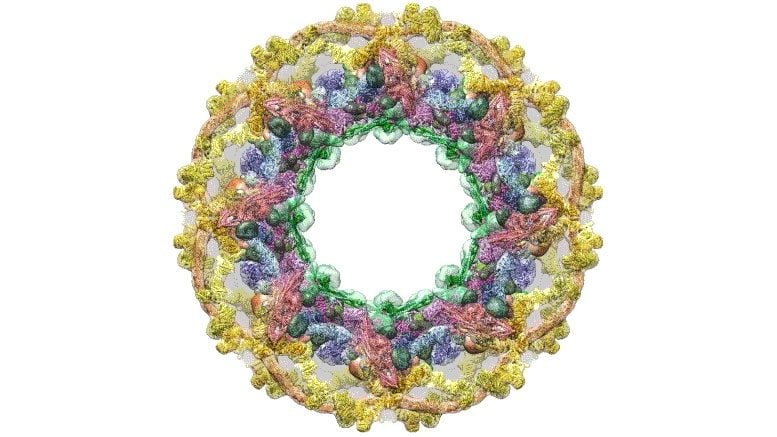 Scientists Delineate Architecture of the Nuclear Pore Complex in Yeast Cells
