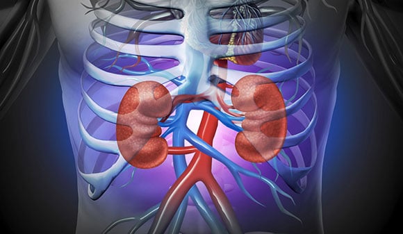 Scientists Develop New Technique for Kidney Research