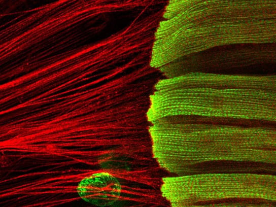Scientists Discover Important Mechanism for Muscle Building