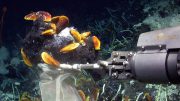 Scientists Discover Mussels and Sponges Thrive on Oil with the Help of Symbiont Bacteria