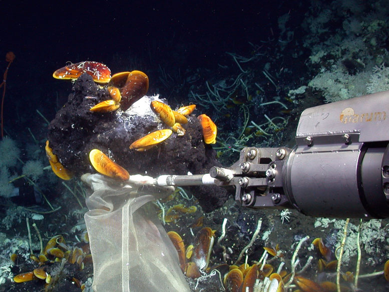 Scientists Discover Mussels and Sponges Thrive on Oil with the Help of Symbiont Bacteria