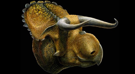 Scientists Discover a New Horned Dinosaur Nasutoceratops Titusi