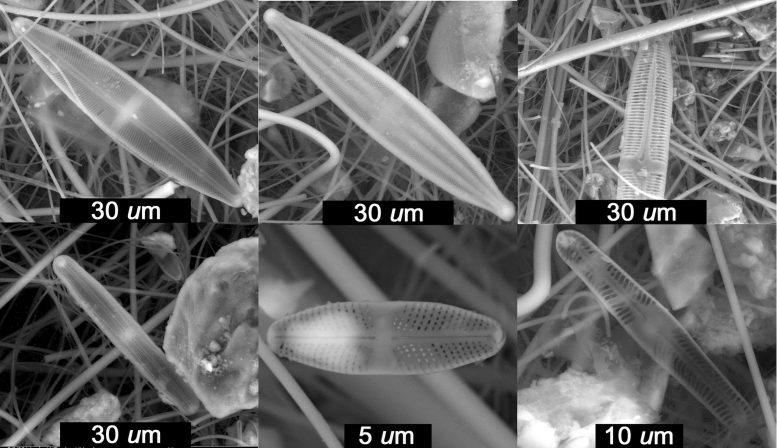 Scientists Find Millennium Old Diatoms