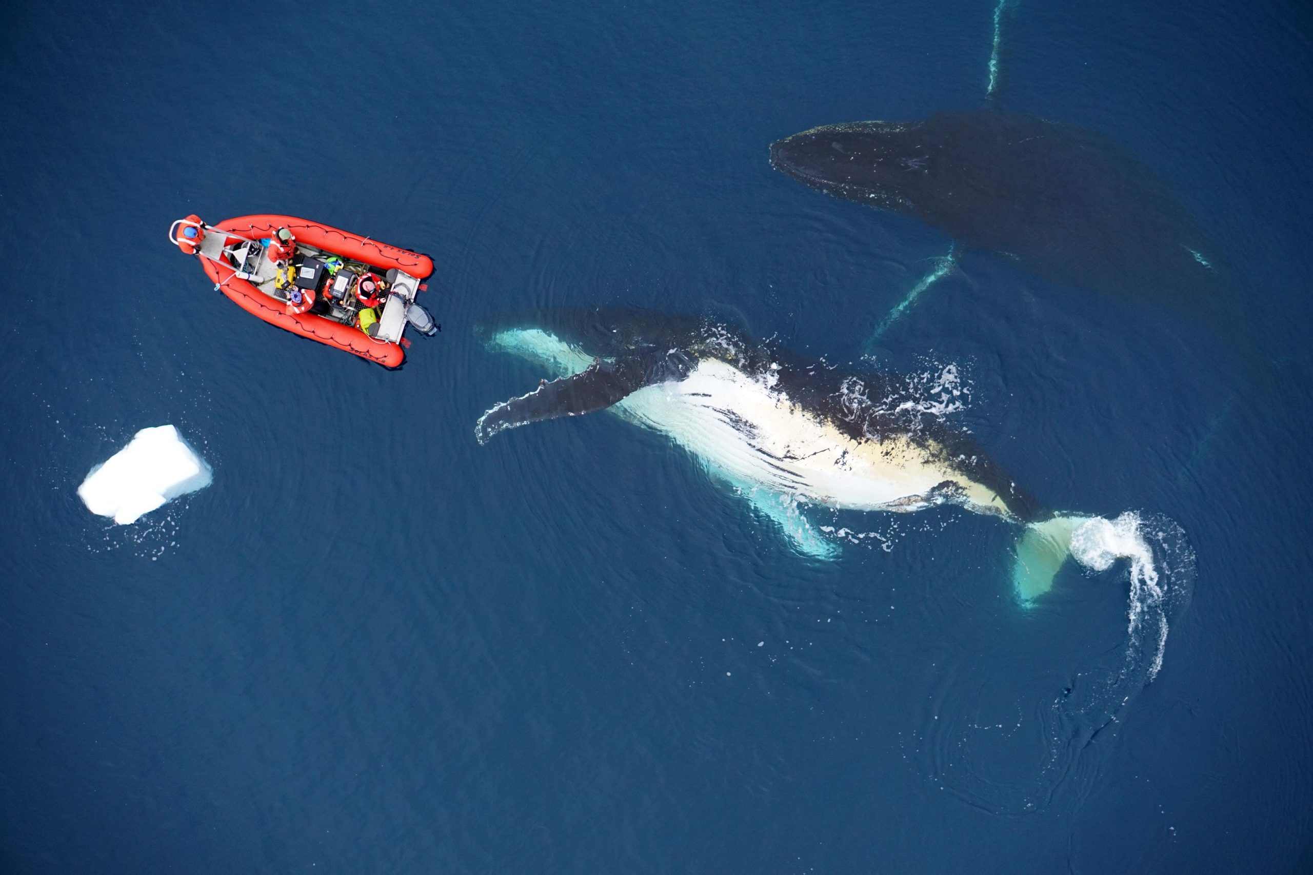 Синий кит 33 метра