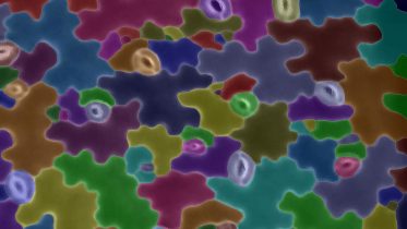 Scientists Provide a Closer Look at the Puzzle Shaped Epidermal Cells of Plants