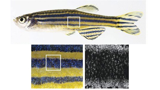 Scientists Reveal How Beautiful Color Patterns Can Develop in Animals