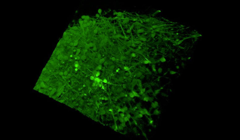 Scientists Reveal How a Growing Organ Maintains a Neuronal Balance