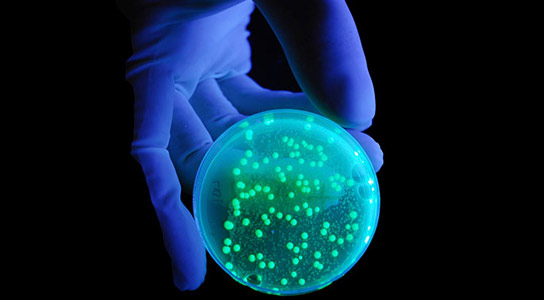 Scientists Reverse Bacterial Resistance to Antibiotics