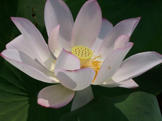 Scientists Sequence Genome of Sacred Lotus