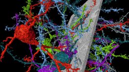 Scientists Speed Up Reconstruction of Connections between Nerve Cells
