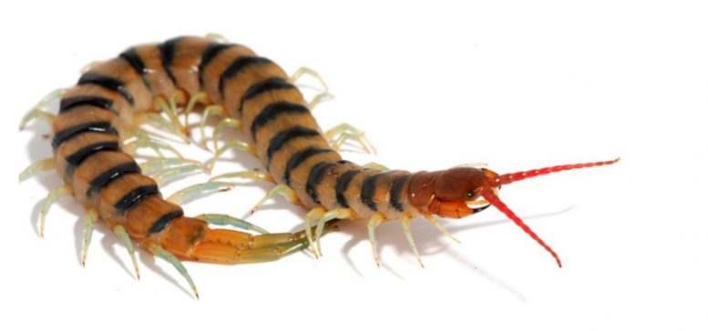 Scolopendra morsitans Centipede