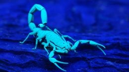 Scorpion Fluorescent