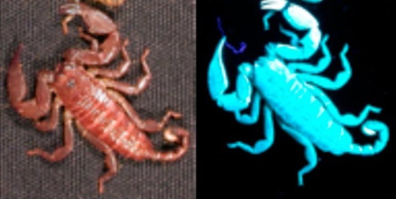 Scorpion Fluorescent Compound