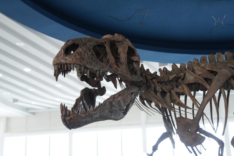 A Snapped Rib in the World’s Largest T. rex Preserved an Extraordinary Secret