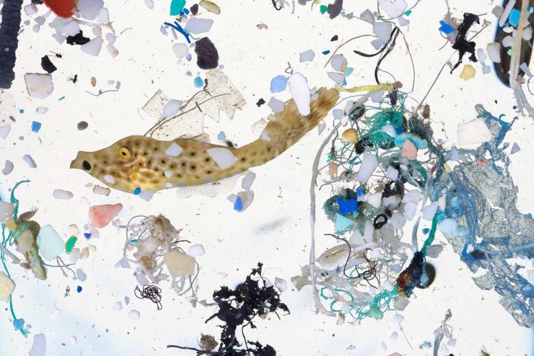 Scribbled Filefish Surrounded by Plastics