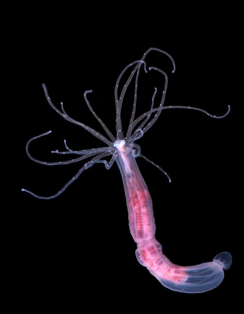 Sea Anemone