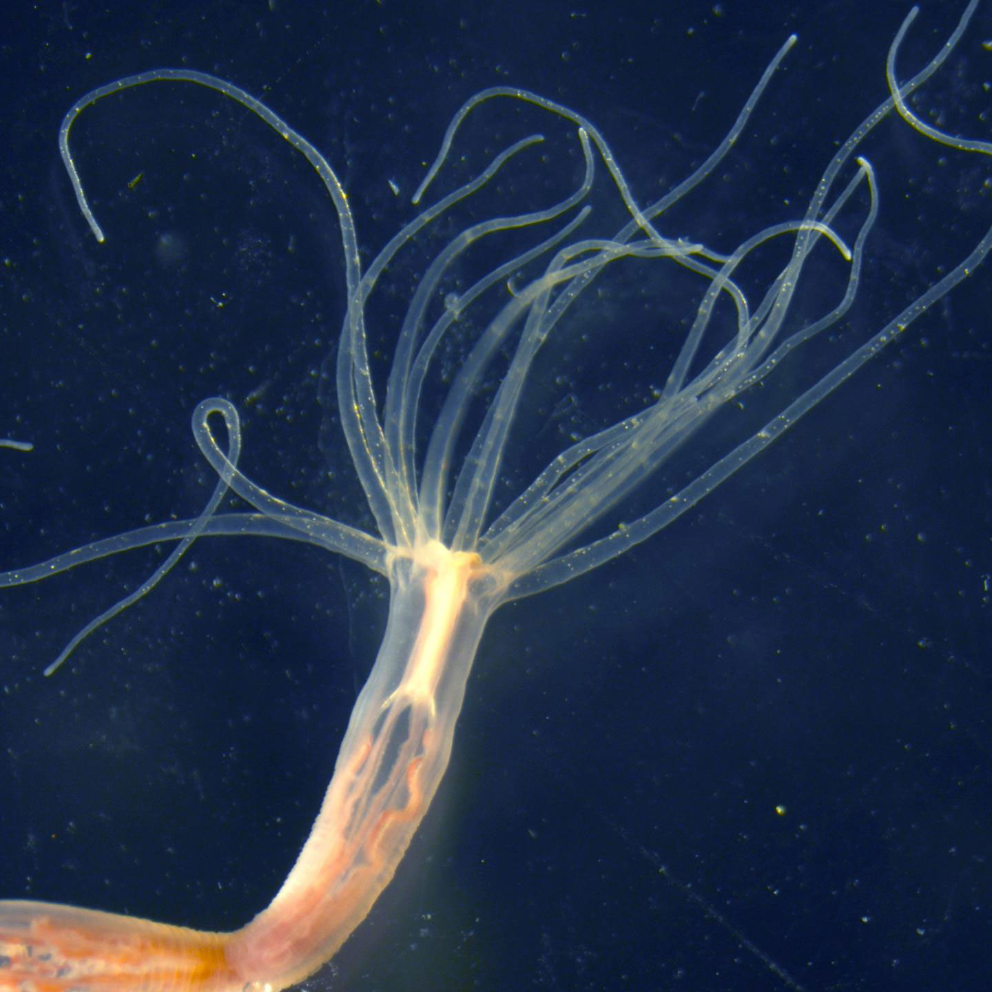 Sea Anemones Adapt Their Venom to Accommodate Changing Conditions