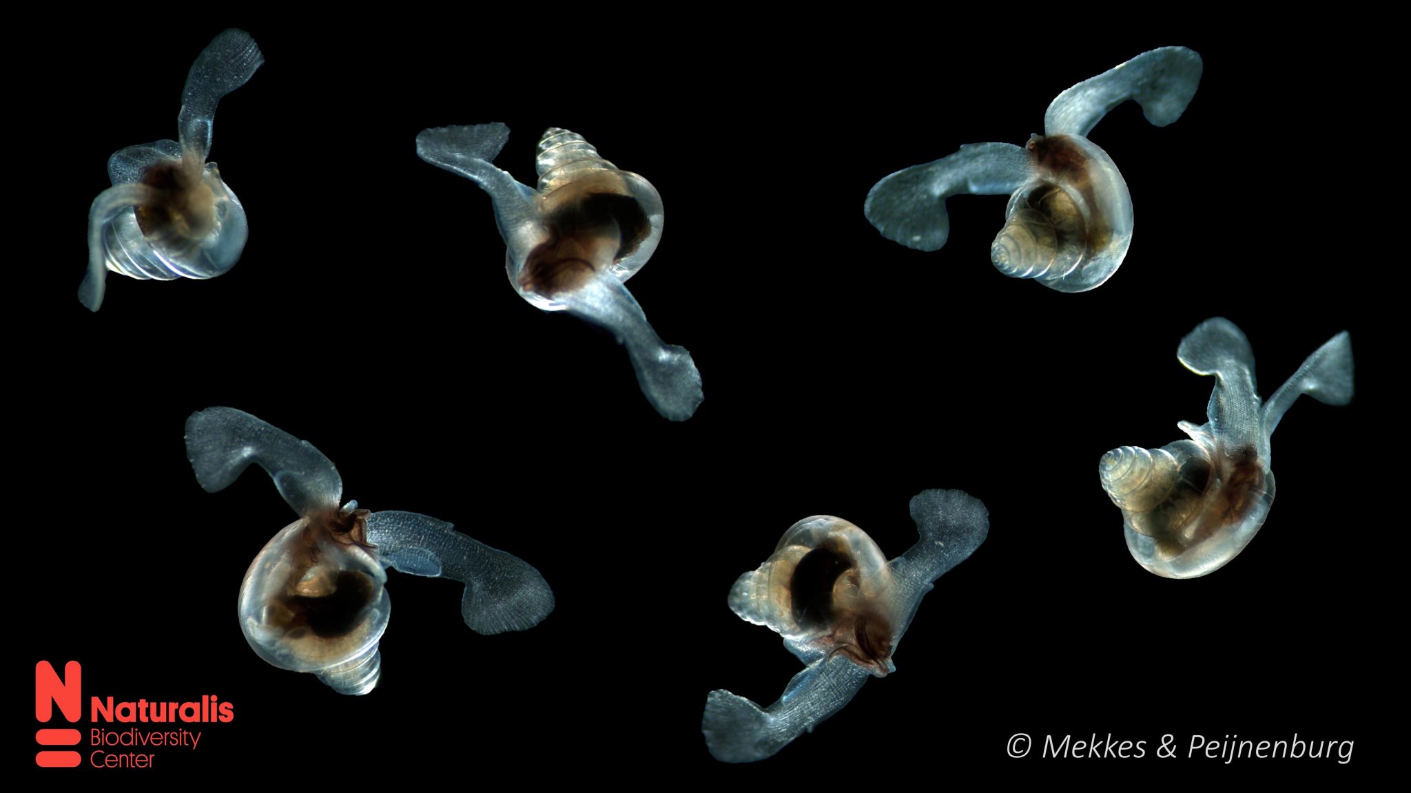 Climate Change Sea Butterflies Already Struggle in Acidifying Southern