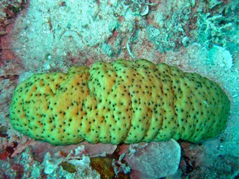 Sea Cucumbers (Stichopus Herrmanni)