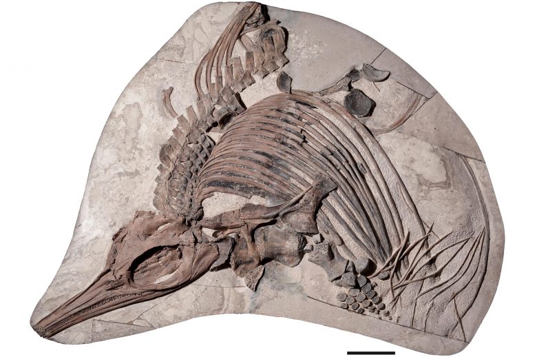 Sea Dragon Thalassodraco etches Fossil