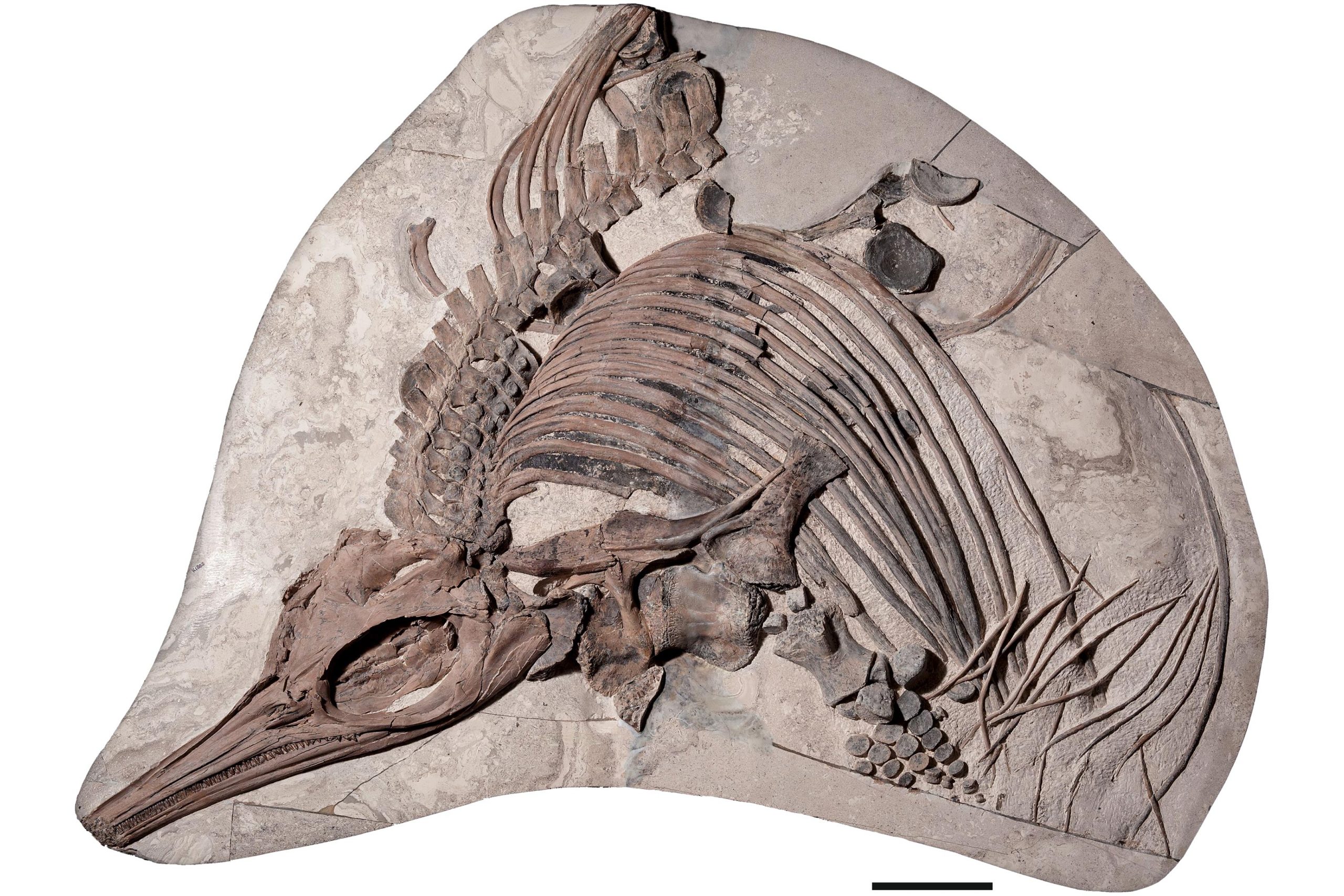 Ископаемые рептилии. Скелет ихтиозавра. Ихтиозавр морской дракон. Останки ихтиозавра. Скелеты древних морских животных.