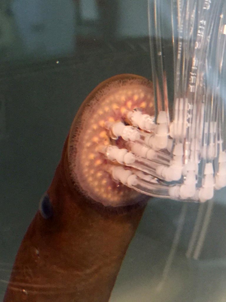 Sea Lamprey Attached to Sensing Panel