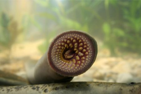 Ancient Heatwave Severs Creepy Lamprey Lineage: New Study Reveals