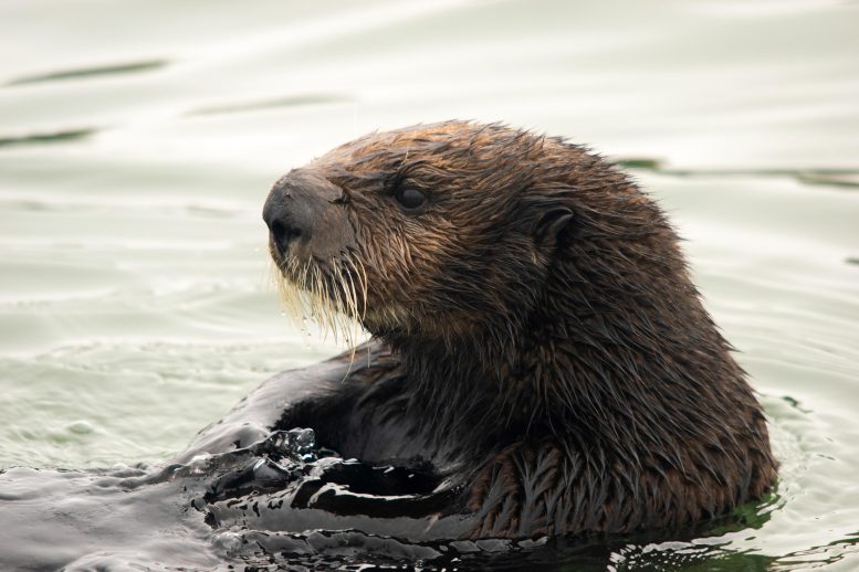 Sea Otter Close