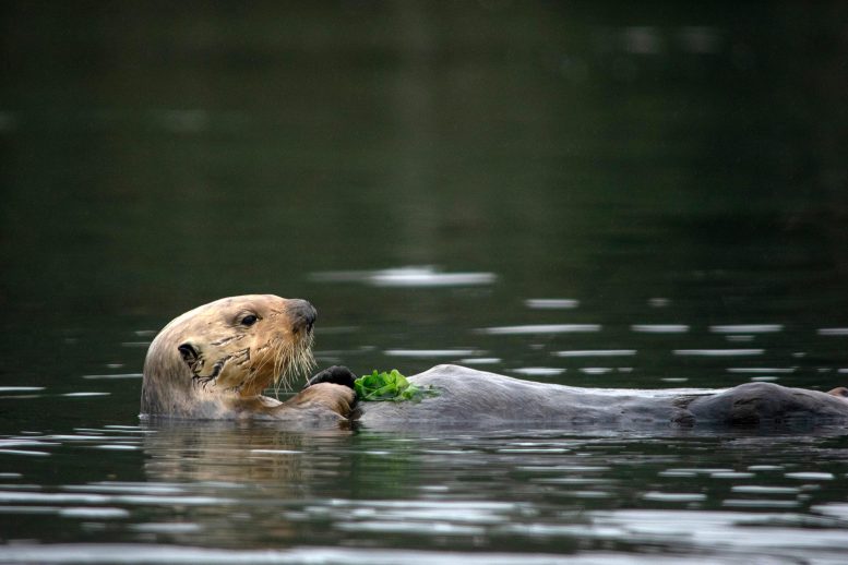 Sea Otter Eats Crab